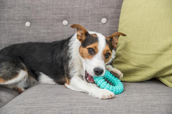 Trixie Denta Fun Ring Hundespielzeug